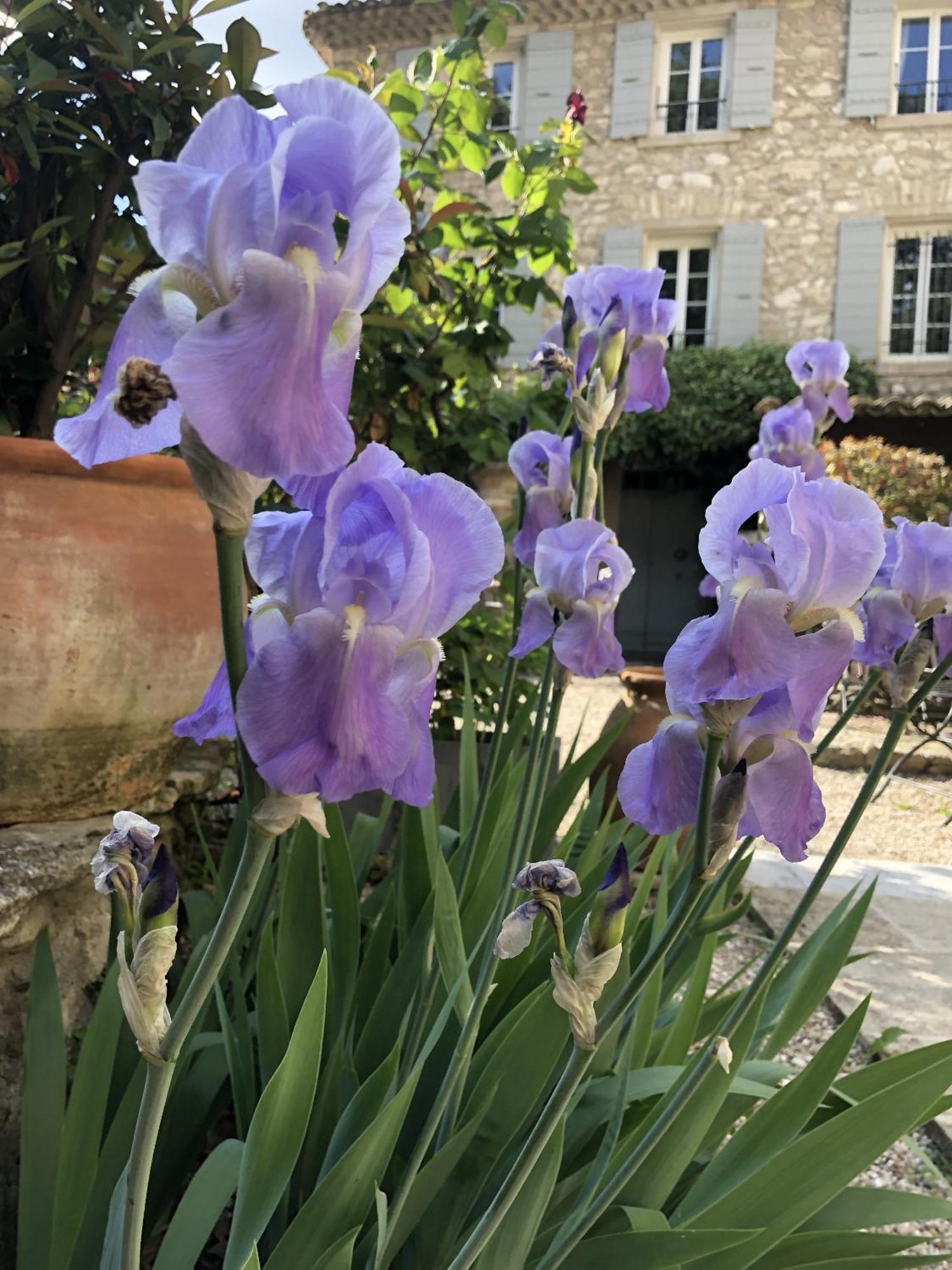 La Figuiere Fontaine De Vaucluse B&B 외부 사진
